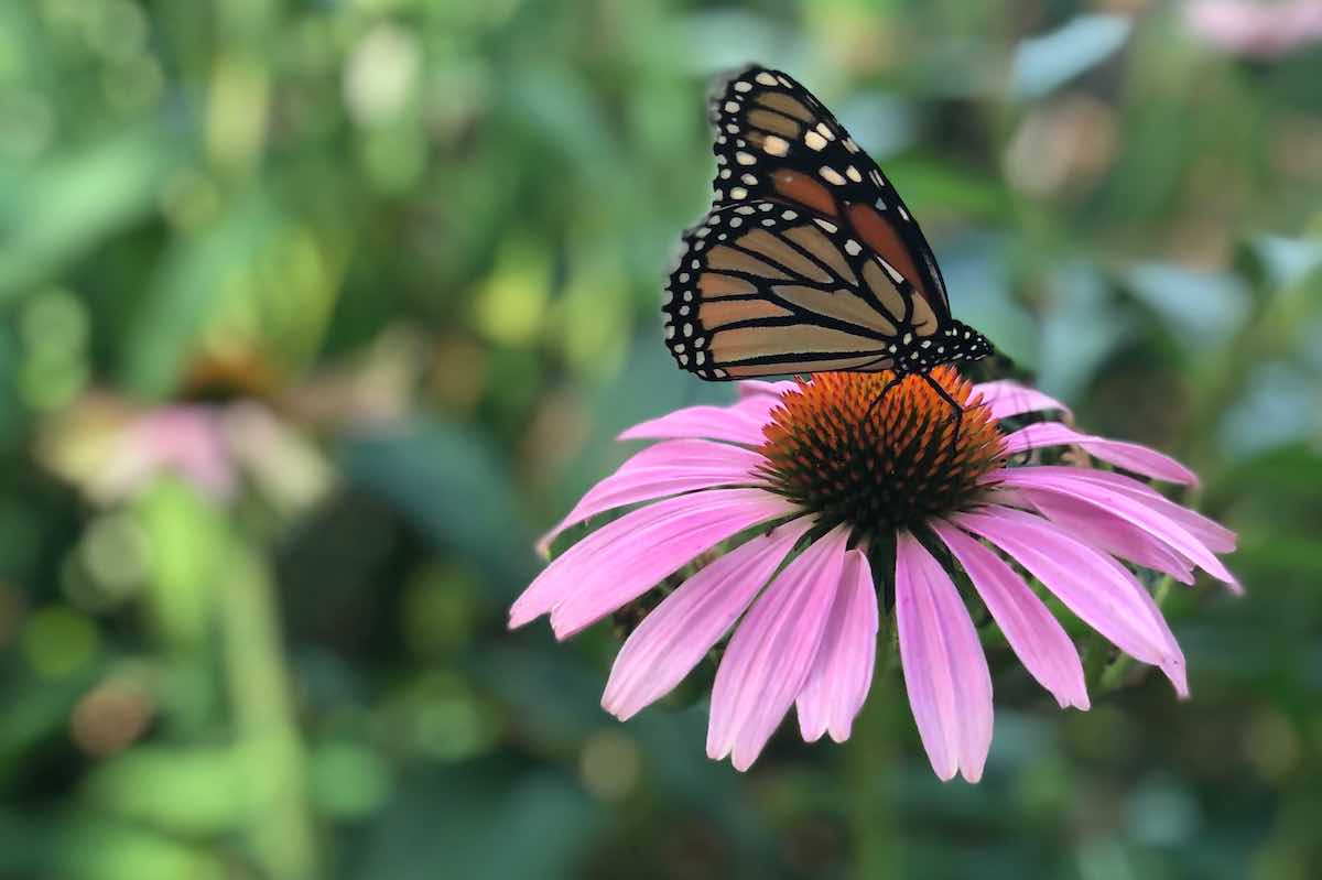 monarch butterfly perched on a pink coneflower