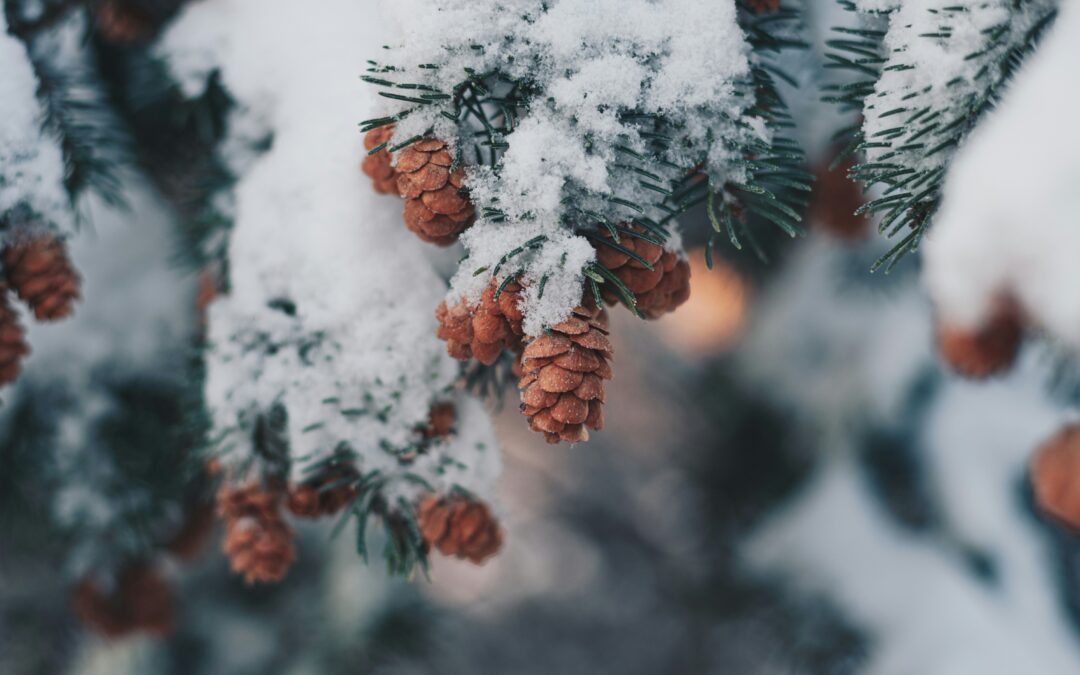 Navigating Family Dynamics During the Holidays: Gateway to Inner Peace